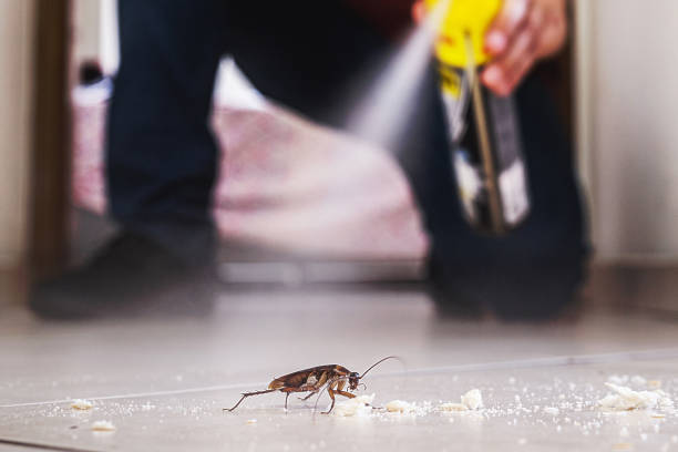 Best Best Pest Control Companies  in Remsen, IA